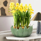 Aurora Crest Planter