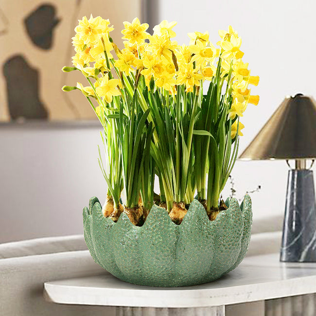 Aurora Crest Planter