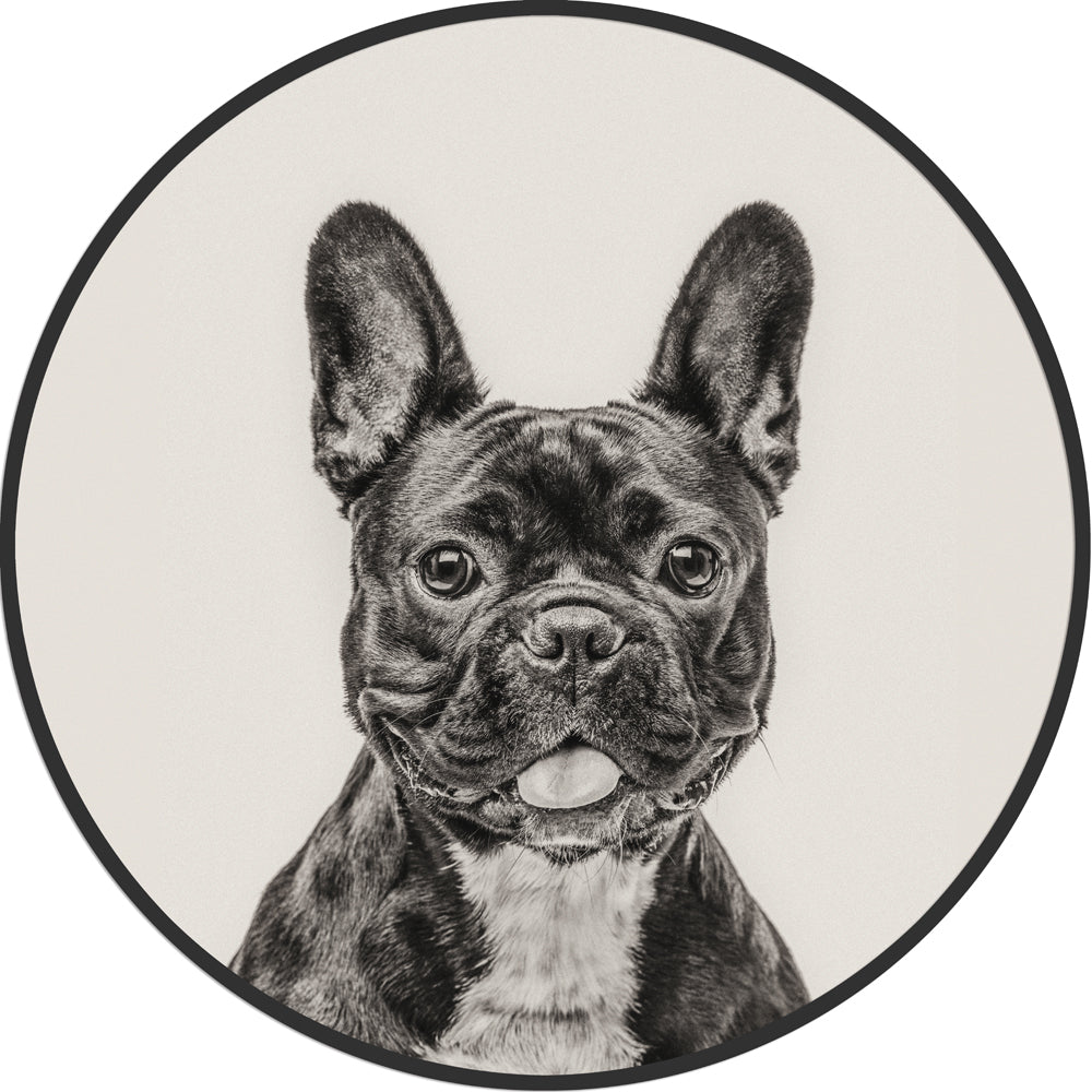 Circular (Round) Wall Art / Wall Decor - French Bulldog | Galore Home: Luxury Home Decor, Elegant Home Furnishings, Stylish Home Accents & Contemporary Home Accessories