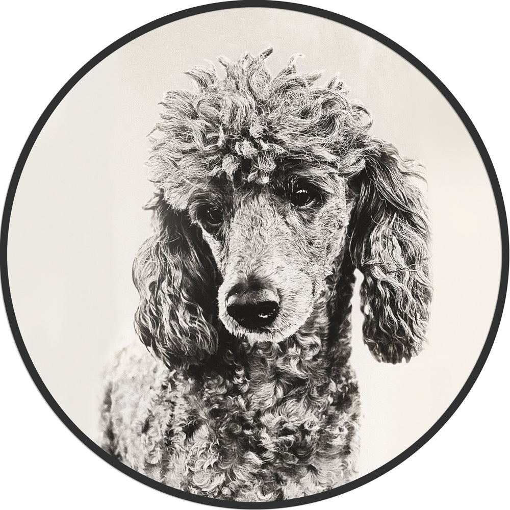 Circular (Round) Wall Art / Wall Decor - Poodle | Galore Home: Luxury Home Decor, Elegant Home Furnishings, Stylish Home Accents & Contemporary Home Accessories