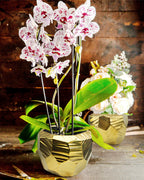Gloss Indoor Ceramic Pot | Galore Home: Luxury Home Decor, Elegant Home Furnishings, Stylish Home Accents & Contemporary Home Accessories